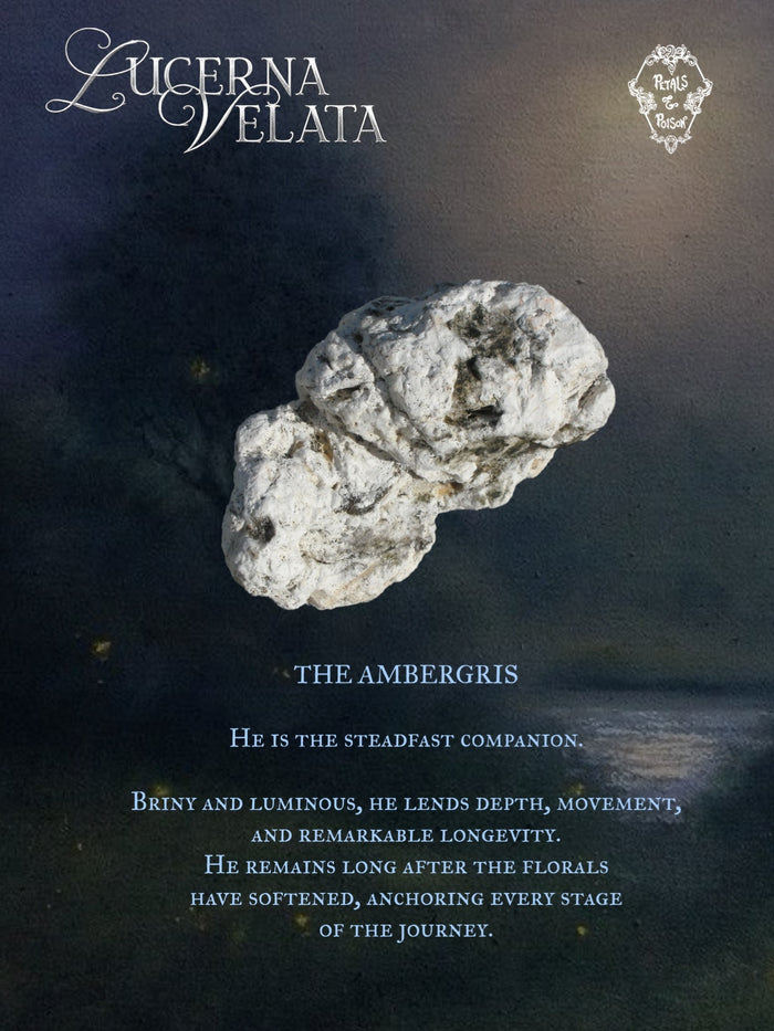 2ML SAMPLE: LUCERNA VELATA - BLACK LABEL